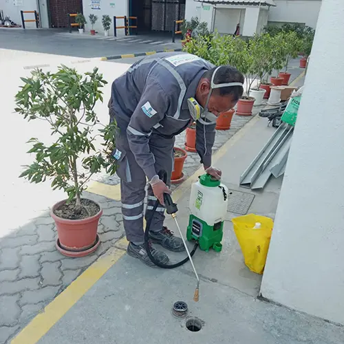 termite-treatment-dubai-abu-dhabi.webp