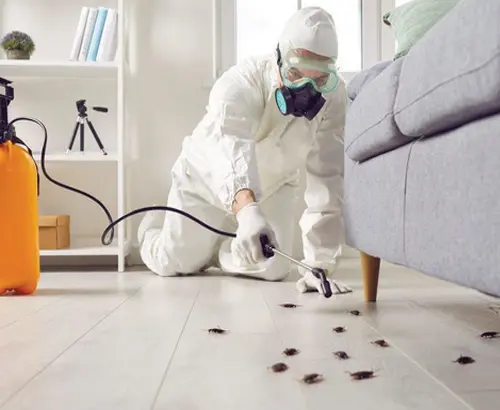 anti-termite-control