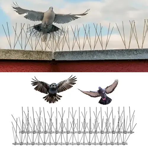 bird-control-spikes.webp