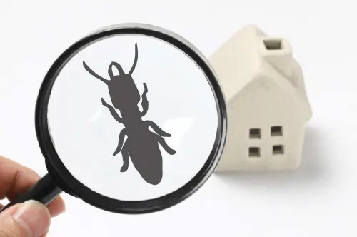 pest-control-service.webp