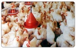 Integrated Poultry Production by Arab Company in the UAE