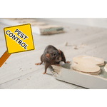 Pest Control Services in Sharjah
